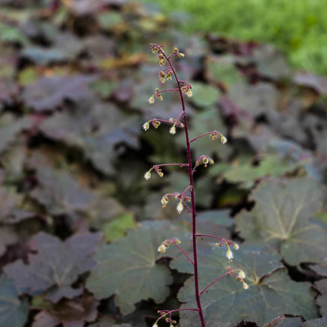Żurawka drobnokwiatowa Palace Purple (C2)