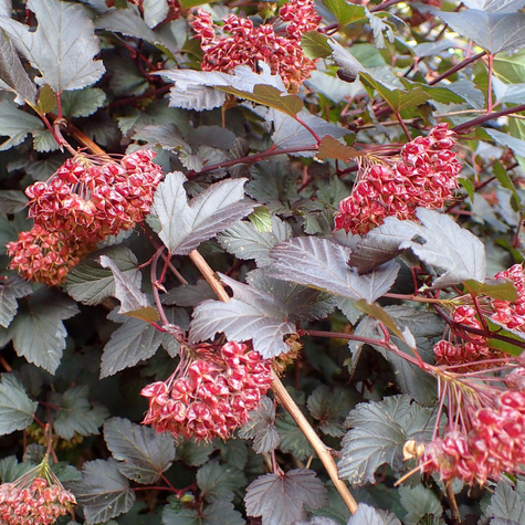 Pęcherznica kalinolistna Diabolo (C1.7)