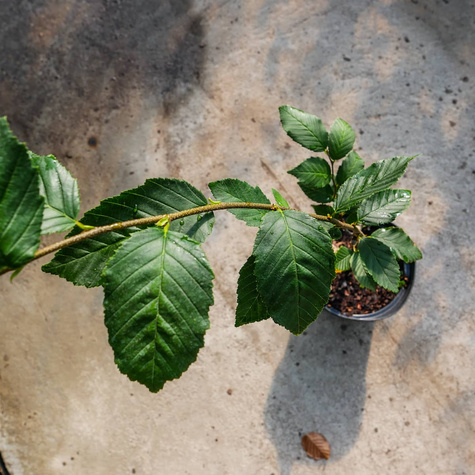 Grab Pospolity Fastigiata Kolumnowy NP