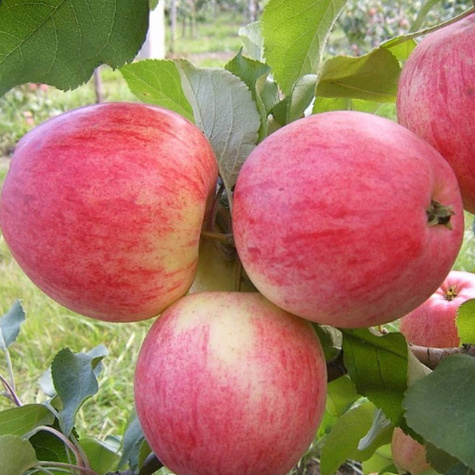 Jabłoń Delikates Plant Pack 