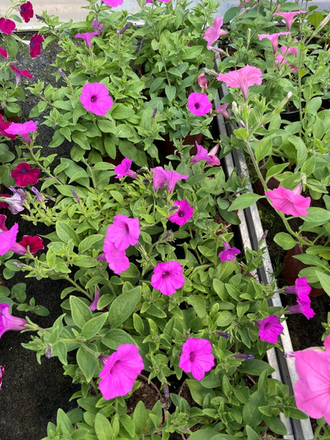 Surfinia Supertunia Vista Jazzberry samoczyszcząca