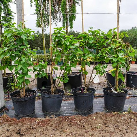 Lilak pospolity Bez Prof. Hoser (C10)