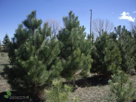 Sosna czarna 80-140 cm