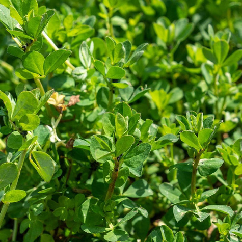 Komonica błotna (C2)