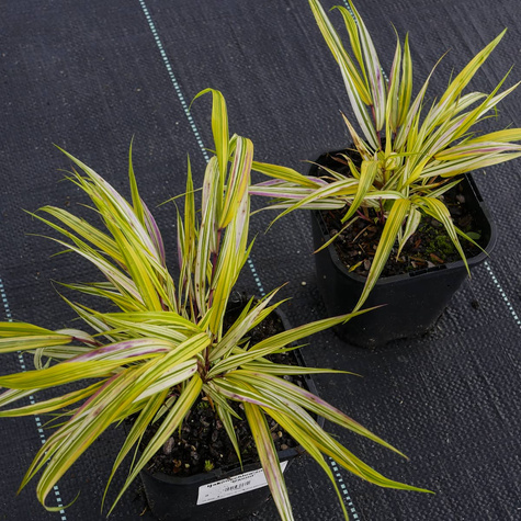 Hakonechloa smukła Naomi (C2)