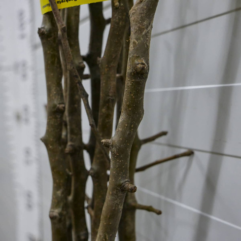 Grusza azjatycka Shinseiki Mrozoodporna Plant Pack