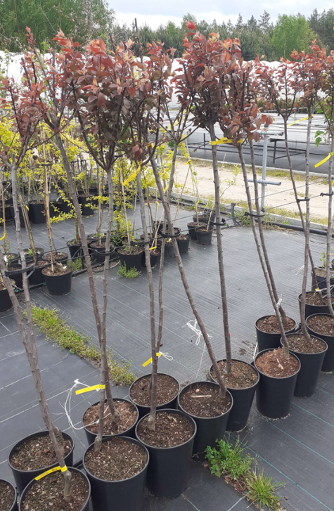 Śliwa wiśniowa Pissardii (obw.8-10, H200/250)