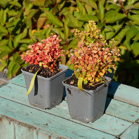 Berberys Thunberga Golden Zwerg (C2)