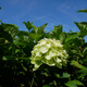 Hortensja bukietowa Summer Snow (C2)