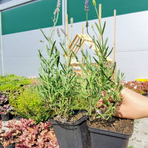 Lawenda wąskolistna Ellagance purple (C2)