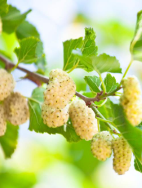 Morwa górska biała Shin-Tso