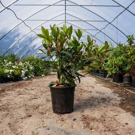 Skimia japońska Rubella (C2)