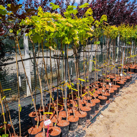 Klon pospolity Priceton Gold szczepiony na pniu