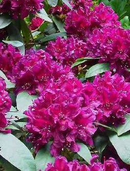 Rododendron Kali (C2)