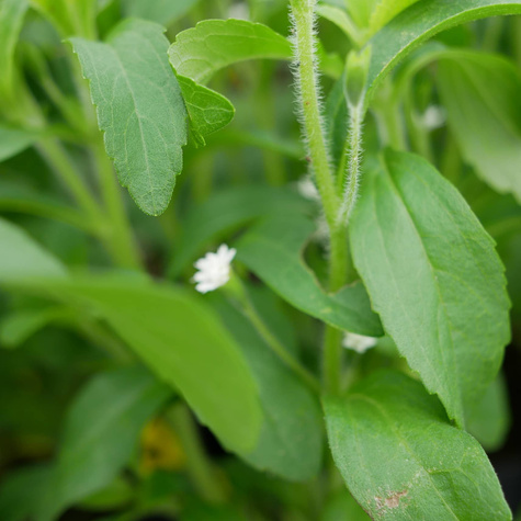 Stevia sadzonka Stewia Sweet Słodzik (P9)