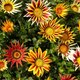 Gazania mix kolorów 1g Polan