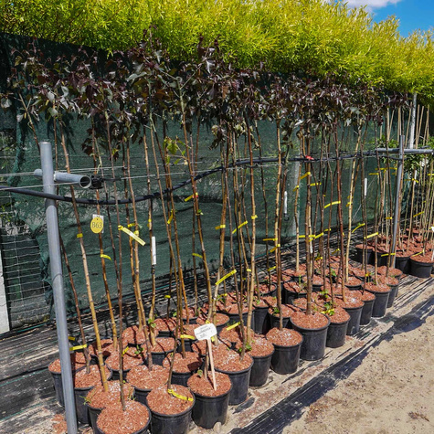 Brzoza Brodawkowata Purpurea Szczepiona Na Pniu