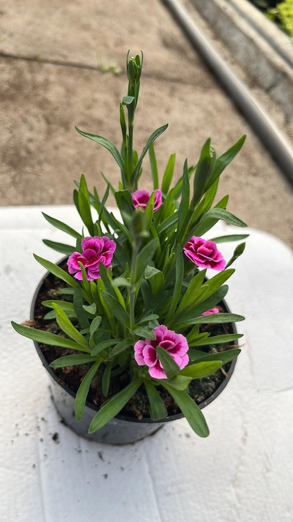 Goździk ogrodowy długokwitnący Pink Kisses