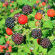 Malina czarna Plant Pack