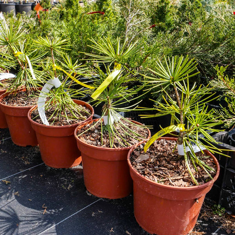 Sośnica japońska 'Gold Stuck'