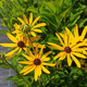 Rudbekia nibykutnerowata (C2)