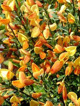 Szczodrzeniec Żarnowiec Apricot Gem żółto-pomarańczowy (C2)