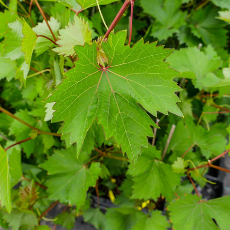 Winorośl winogrona Nero (C2)