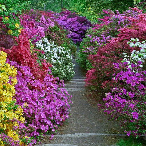 Zestaw 4 kolorów azalii japońskich sadzonki (C2)