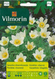 Sasanka dzwonkowata otwarta biała 0,1 g