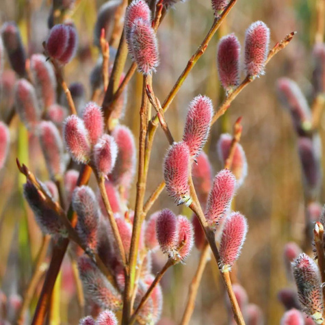 Wierzba wiotka mt aso na pniu (C5)