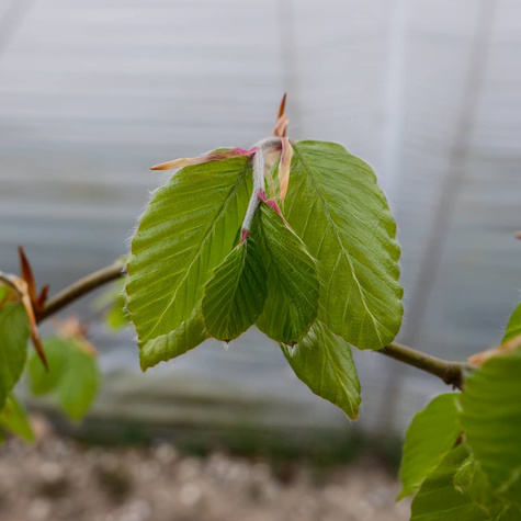 Buk zwyczajny w pojemniku Aleje Parki Żywopłoty pospolity (C2)
