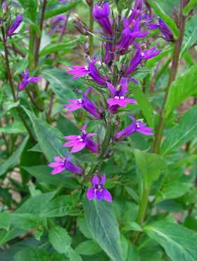 Lobelia Gerarda 'Vedrariensis'