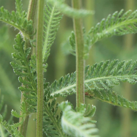 Krwawnik ogrodowy Desert Eve Red (C2)