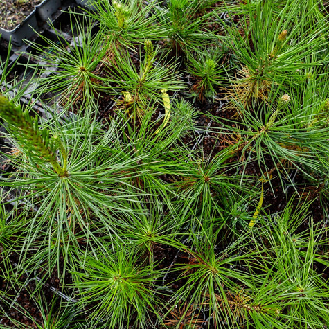 Sosna gęstokwiatowa (C2)