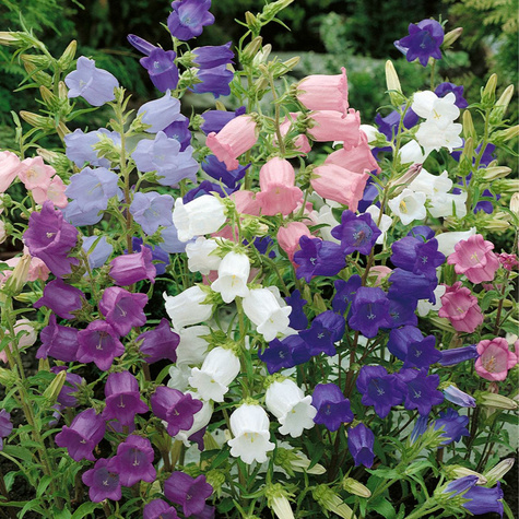 Dzwonek ogrodowy Medium mieszanka1g