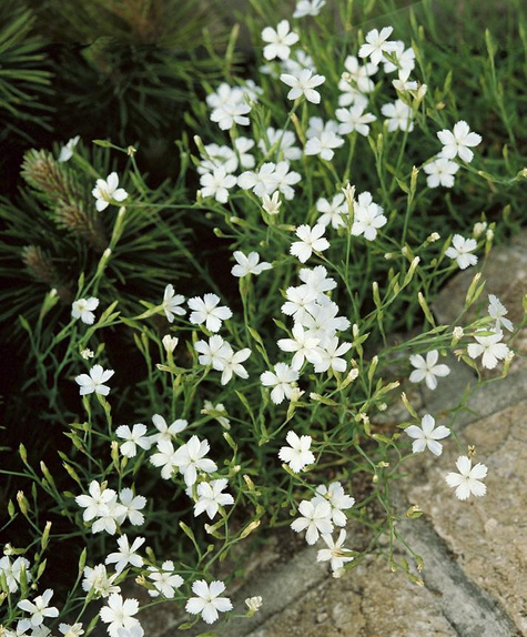 Goździk kropkowany White (C2)