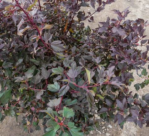 Pęcherznica kalinolistna Amber Jubilee (C20)