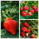 Zestaw Truskawki Dla Niecierpliwych Najszybsze Owocowanie FRIGO