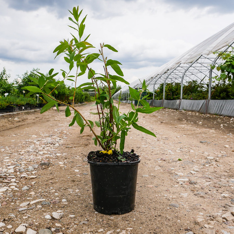 Tawuła Douglasa (P9)