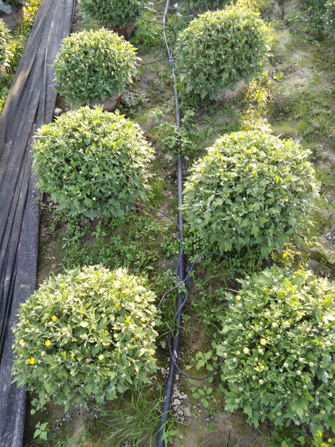 Chryzantema drobnokwiatowa żółta DUŻA ROŚLINA