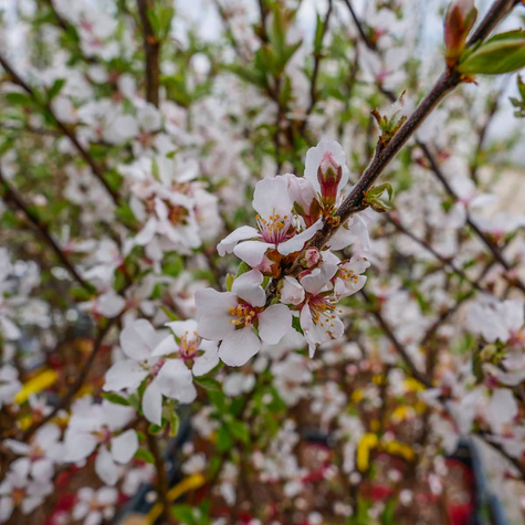 Wiśnia kosmata (C2)