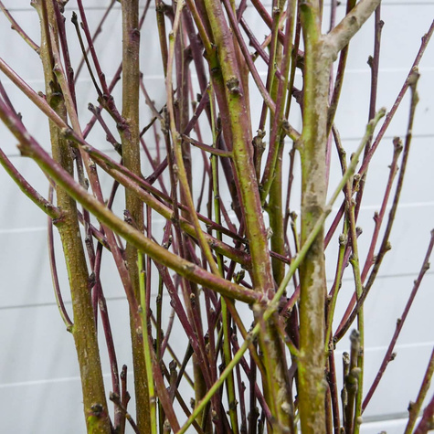 Nektaryna Fantasia w doniczce