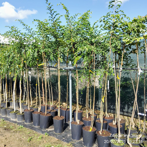 Wiąz Gejsza szczepiony na pniu