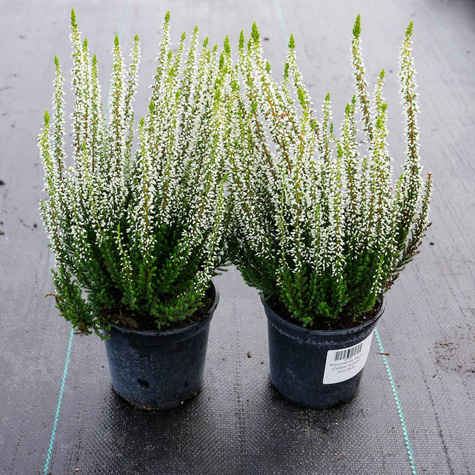 Wrzos pospolity Veluve biały pączkowy