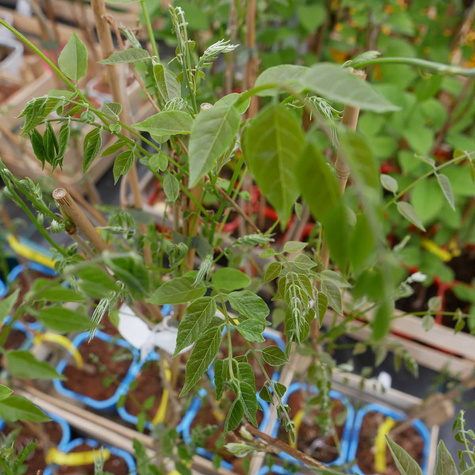 Glicynia kwiecista Wisteria Ludwik Lawin doniczka C2