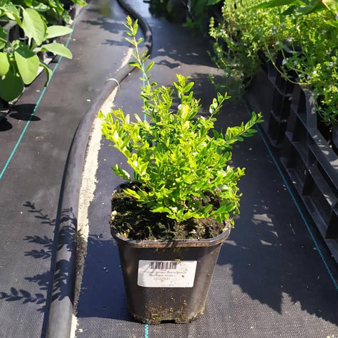 Suchodrzew lśniący Lemon Beauty (C2)