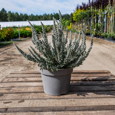 Wrzos pospolity Skyline Cologne srebrzysty