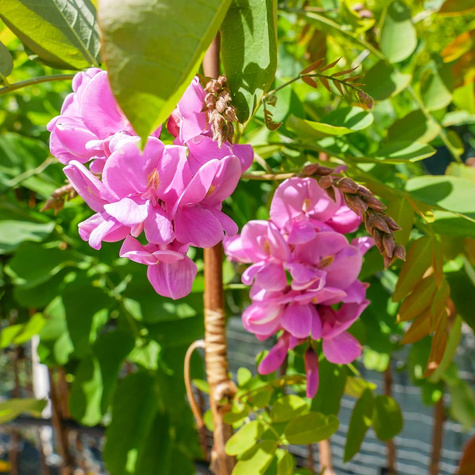 Robinia Małgorzaty Casque Rouge 'Pink Cascade'