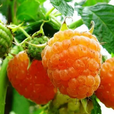 Malina żółta Plant Pack