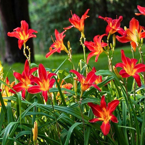 Liliowiec ogrodowy Red Magic czerwono-pomarańczowy